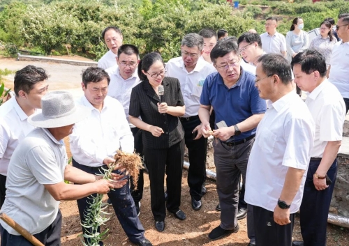 泰安市国资委 国资国企动态 省属企业乡村振兴考察观摩及座谈会召开丨 现场调研泰安国资免疫力经济及泰山黄精产业发展